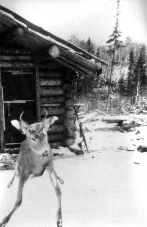 A Deer at a Camp Site