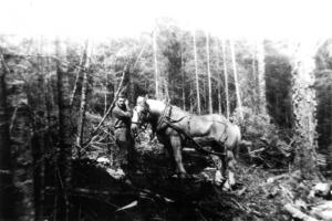 M. Eudore Ouellet et son cheval