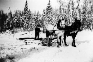Horse Team Pulling a Sled