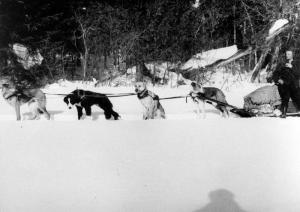 Sled Pulled by Dogs