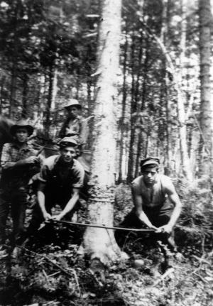 Loggers Felling a Tree with a Bow Saw