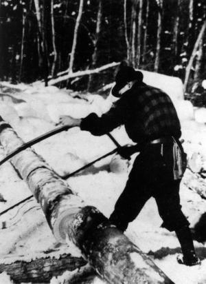 Logger Cutting a Tree with a Bow Saw