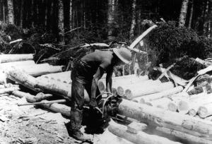Logger Cross-cutting a Tree into 4-Foot Logs