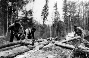 Loggers Using a Chain Saw