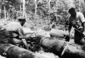 Cutting Logs with a Chain Saw