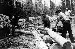 Cutting a Tree at Camp 41