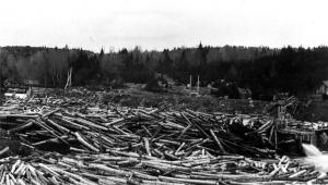 Pile up of 16-Foot Logs