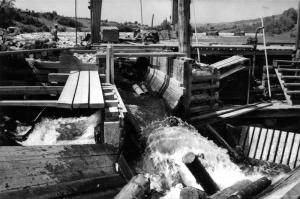 Logs Directed into the Davis Mill Haul-up