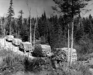 Trucks Hauling Pulpwood