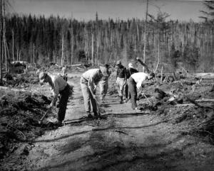 Planting White Spruce Seedlings