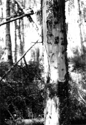  Debarking a Tree with a Chemical Product