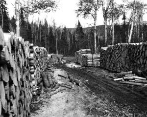 Coupe de bois dans la rgion de Rivire-Verte