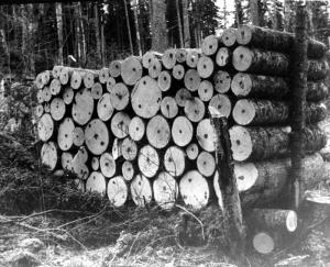 Une corde de bois de pte