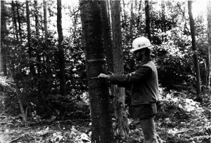 Measuring Trees in the Forest
