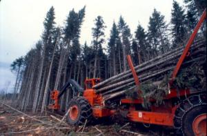 A Tree Length Harvester Felling Trees