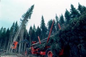 A Tree-Length Harvester Felling Trees