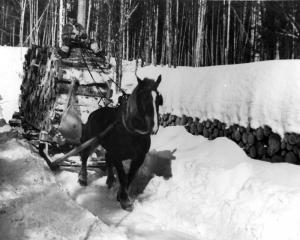 Driver, Logs and a Horse in the Woodlands