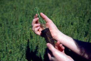 White Spruce Seedling at the Second Falls Nursery