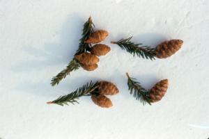 White Spruce Cones on the Snow
