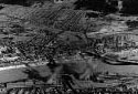 Aerial View of the Madawaska Maine Fraser Mill