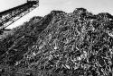 Pulpwood Pile in the Edmundston Fraser Mill Yard