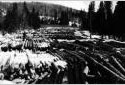 Log Landing Totaling 2 Million Feet of  Timber