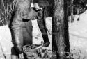 A Logger Felling a Tree