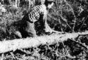 Limbing a Tree