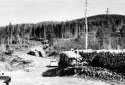 Cords of Logs  at Camp 56