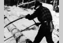 Logger Cutting a Tree with a Bow Saw