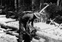 Logger Cross-cutting a Tree into 4-Foot Logs