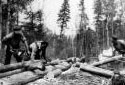 Loggers Using a Chain Saw