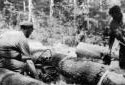 Cutting Logs with a Chain Saw