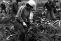 Planting Trees in Saint Quentin