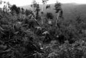 Plantation d'arbres dans la rgion de Kedgwick