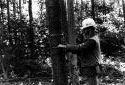 Measuring Trees in the Forest