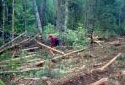 Felling Trees with a Chain Saw