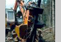 A Tree-Length Harvester Felling a Tree