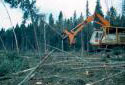 A Tree-Length Harvester at Work