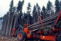 A Tree Length Harvester Felling Trees