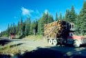 Trucks Transporting Loads of Wood