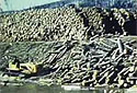 Bulldozer Pushing Logs into the Green River