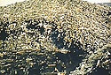 D'énormes piles de billes sont jetées dans une rivière