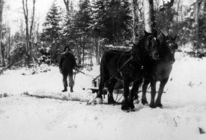 Un attelage de chevaux