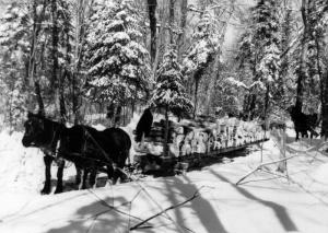 Deux chevaux tirant un traîneau chargé de bois