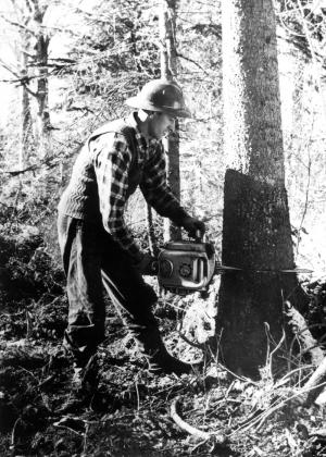 Abattage d'un arbre avec une scie à chaîne