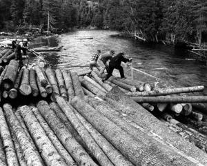 Draveurs équipés de gaffes et de tourne-billes
