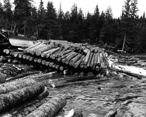 Bouteur poussant des billots de 16 pieds dans la rivière Little Tobique 