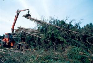 Débusqueuse halant des arbres