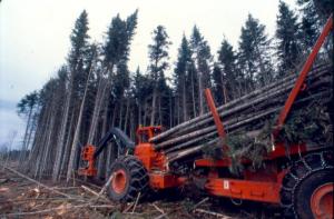 Abatteuse-ébrancheuse coupant un arbre